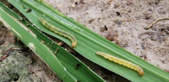 水稻黄金卷叶螟用什么药效果最好