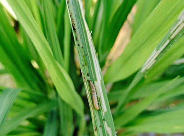 水稻黄金卷叶螟用什么药效果最好