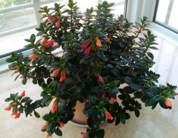 生命力很强好养活的花卉