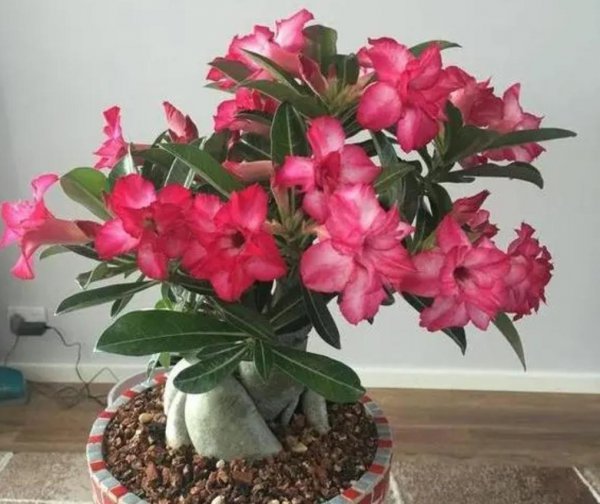 生命力很强好养活的花卉