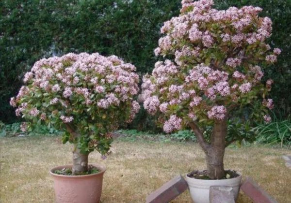 生命力很强好养活的花卉