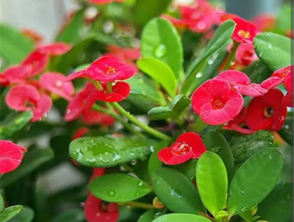 生命力很强好养活的花卉