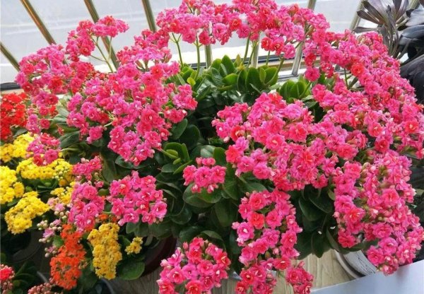 生命力很强好养活的花卉