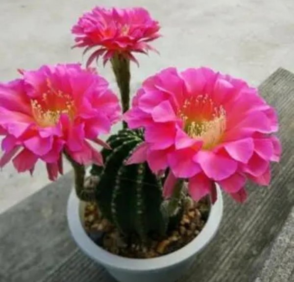 生命力很强好养活的花卉