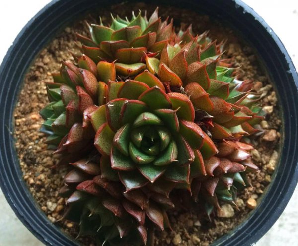 多肉化水如何补救处理