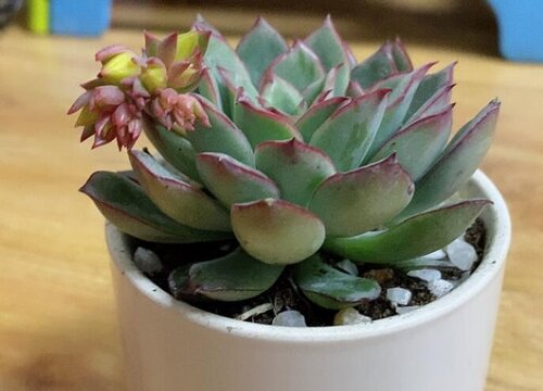 多肉化水如何补救处理