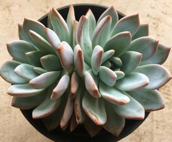 多肉化水如何补救处理