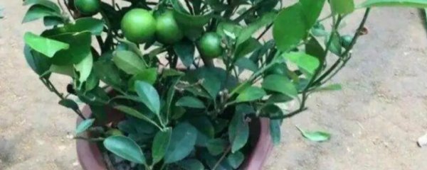 盆栽桔子冬天可以浇水吗