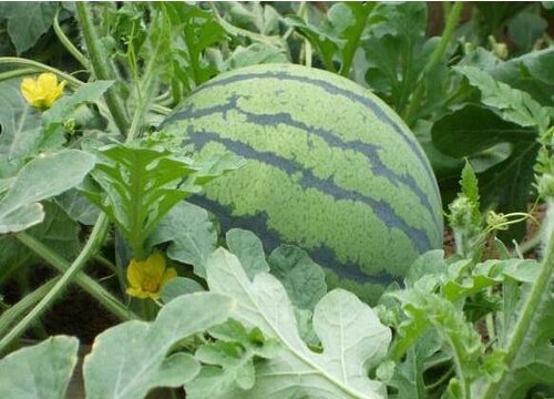 无籽西瓜怎么繁殖后代