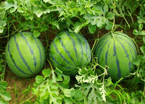 无籽西瓜怎么繁殖后代