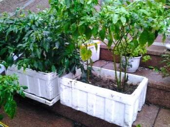 泡沫箱种菜需要打孔吗