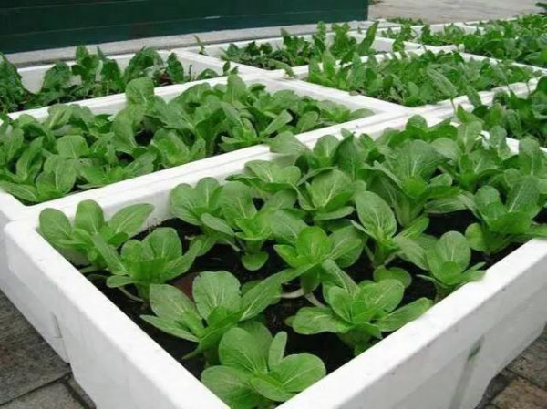 泡沫箱种菜需要打孔吗