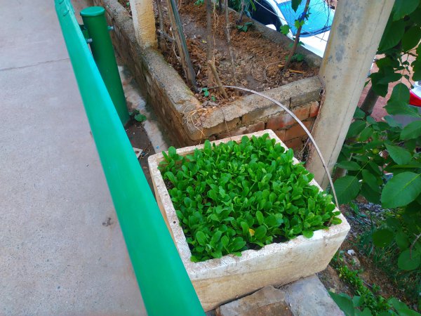 泡沫箱种菜需要打孔吗