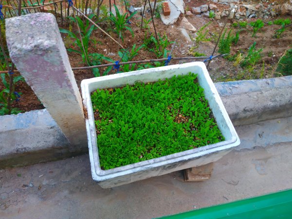 泡沫箱种菜需要打孔吗