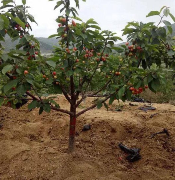 一棵樱桃树施多少肥