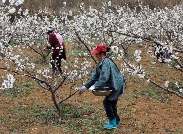 一棵樱桃树施多少肥