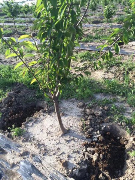 一棵樱桃树施多少肥