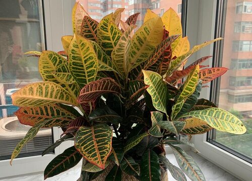 变叶木有毒吗  适合在室内养吗