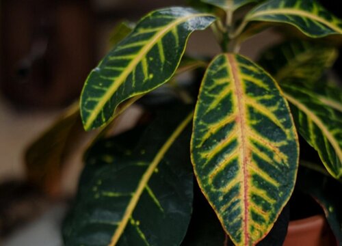 变叶木有毒吗  适合在室内养吗