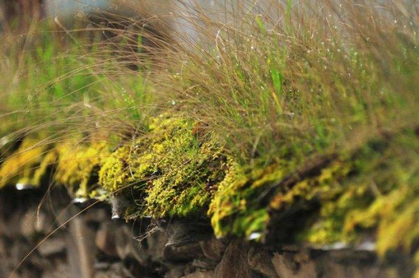 墙头草代表什么样的人