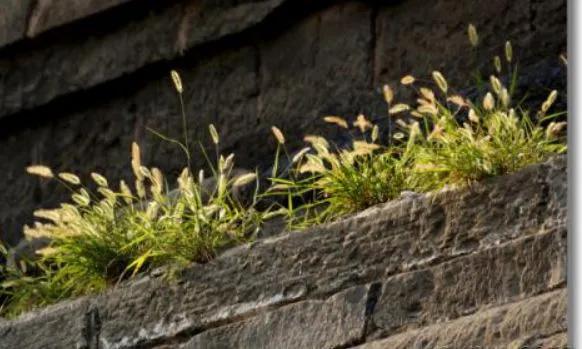 墙头草代表什么样的人