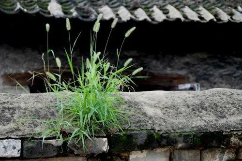 墙头草代表什么样的人