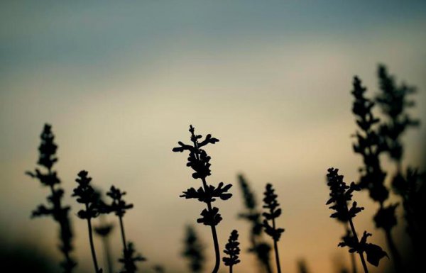 墙头草代表什么样的人