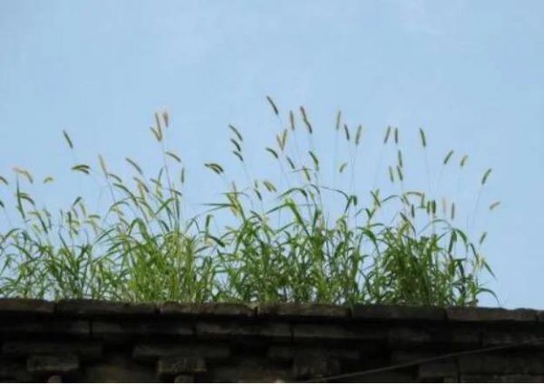 墙头草代表什么样的人