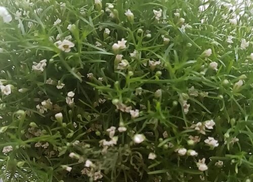 满天星什么季节开花