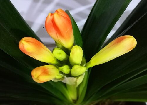 君子兰正确的浇水方法