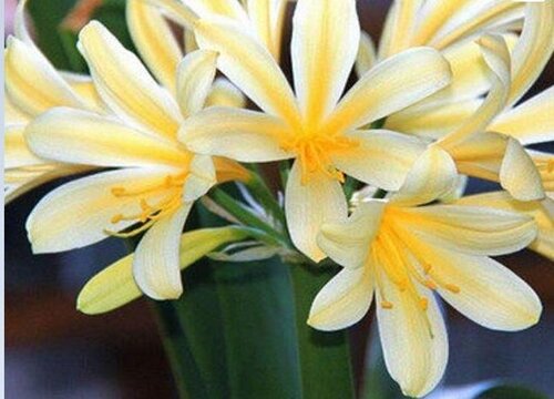 君子兰正确的浇水方法