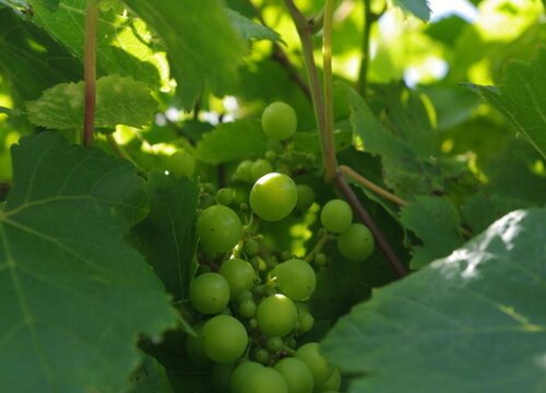 成都葡萄什么时候成熟