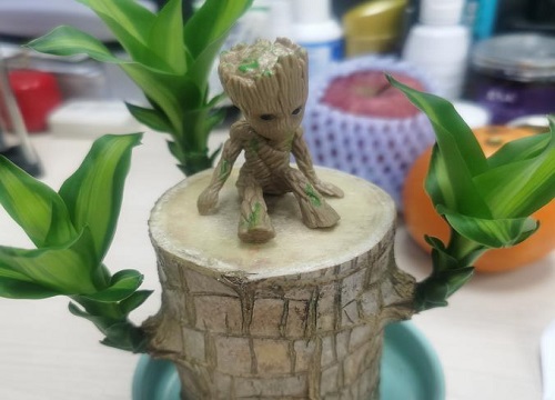 巴西木多少钱一盆