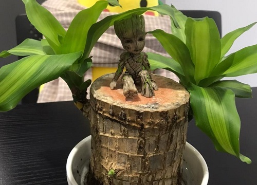 巴西木多少钱一盆