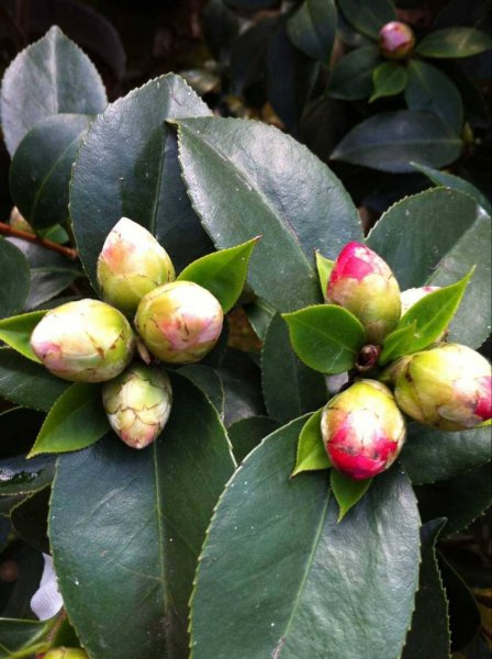 茶花不开花是怎么回事