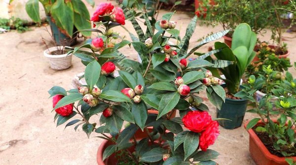 茶花不开花是怎么回事