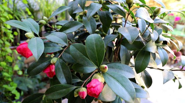茶花不开花是怎么回事