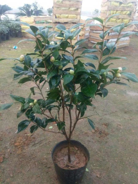 茶花不开花是怎么回事