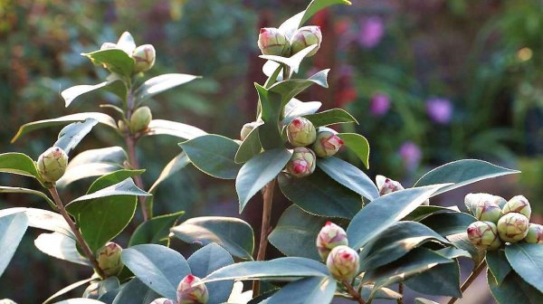 茶花不开花是怎么回事