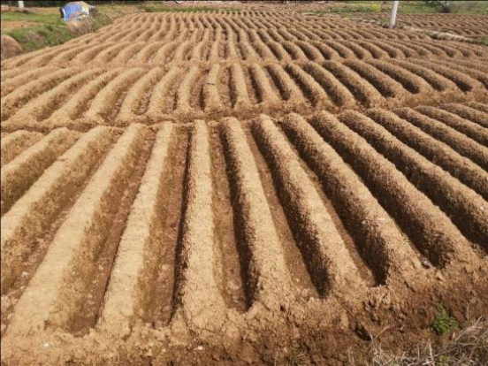 生姜什么时候种植最合适