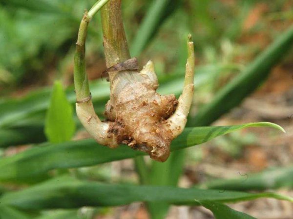 生姜什么时候种植最合适