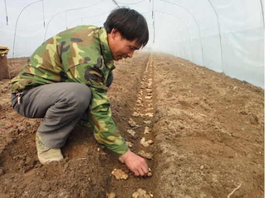 生姜什么时候种植最合适