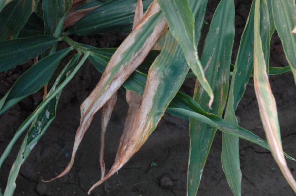 生姜什么时候种植最合适