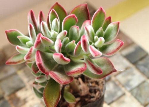 多肉锦晃星冬季如何养殖