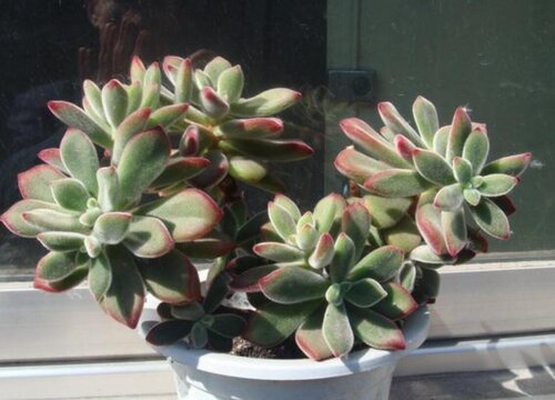 多肉锦晃星冬季如何养殖