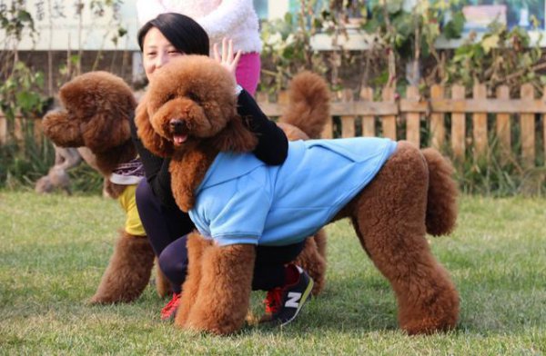 贵宾犬和泰迪哪个好