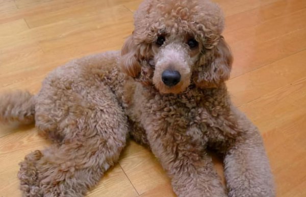 贵宾犬和泰迪哪个好