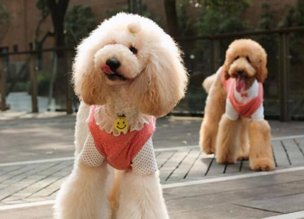 贵宾犬和泰迪哪个好