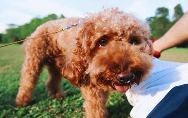 贵宾犬和泰迪哪个好