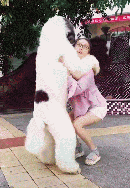 贵宾犬和泰迪哪个好